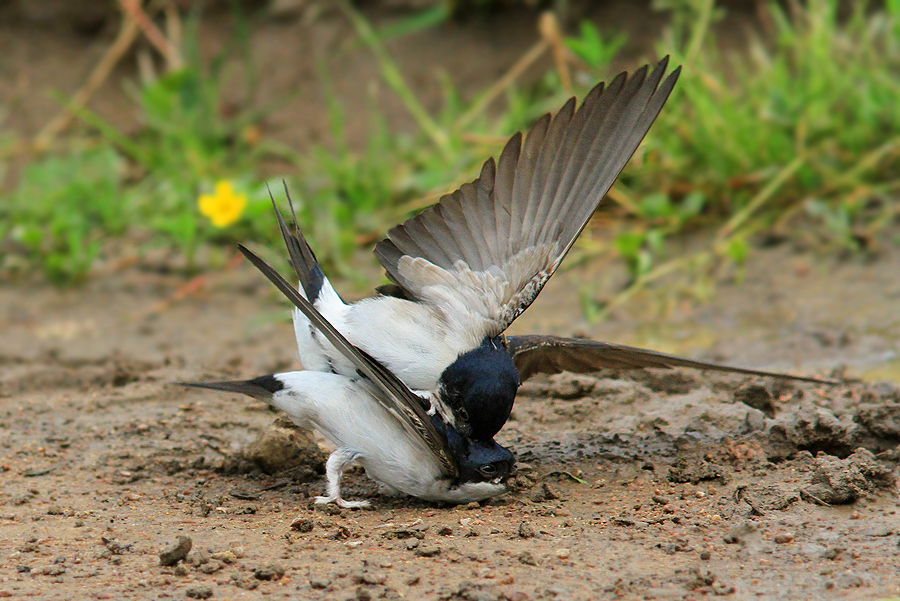 Showdown of urban swallows at the time of collecting clay on the nests