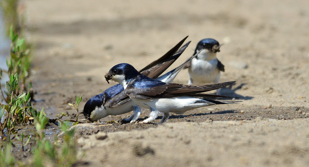 Swallows collect materials for the construction of nests