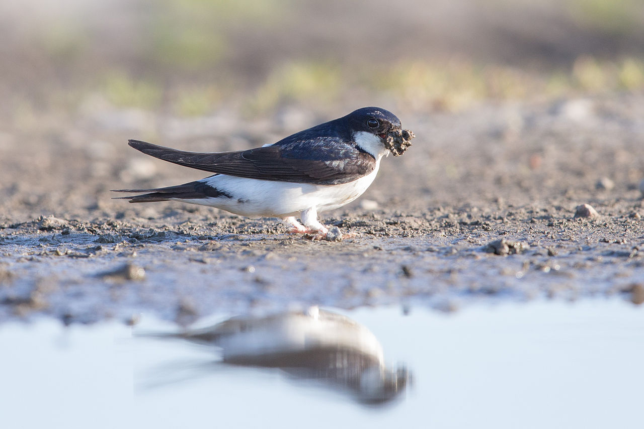 Swallow събира материал за изграждането на гнездото