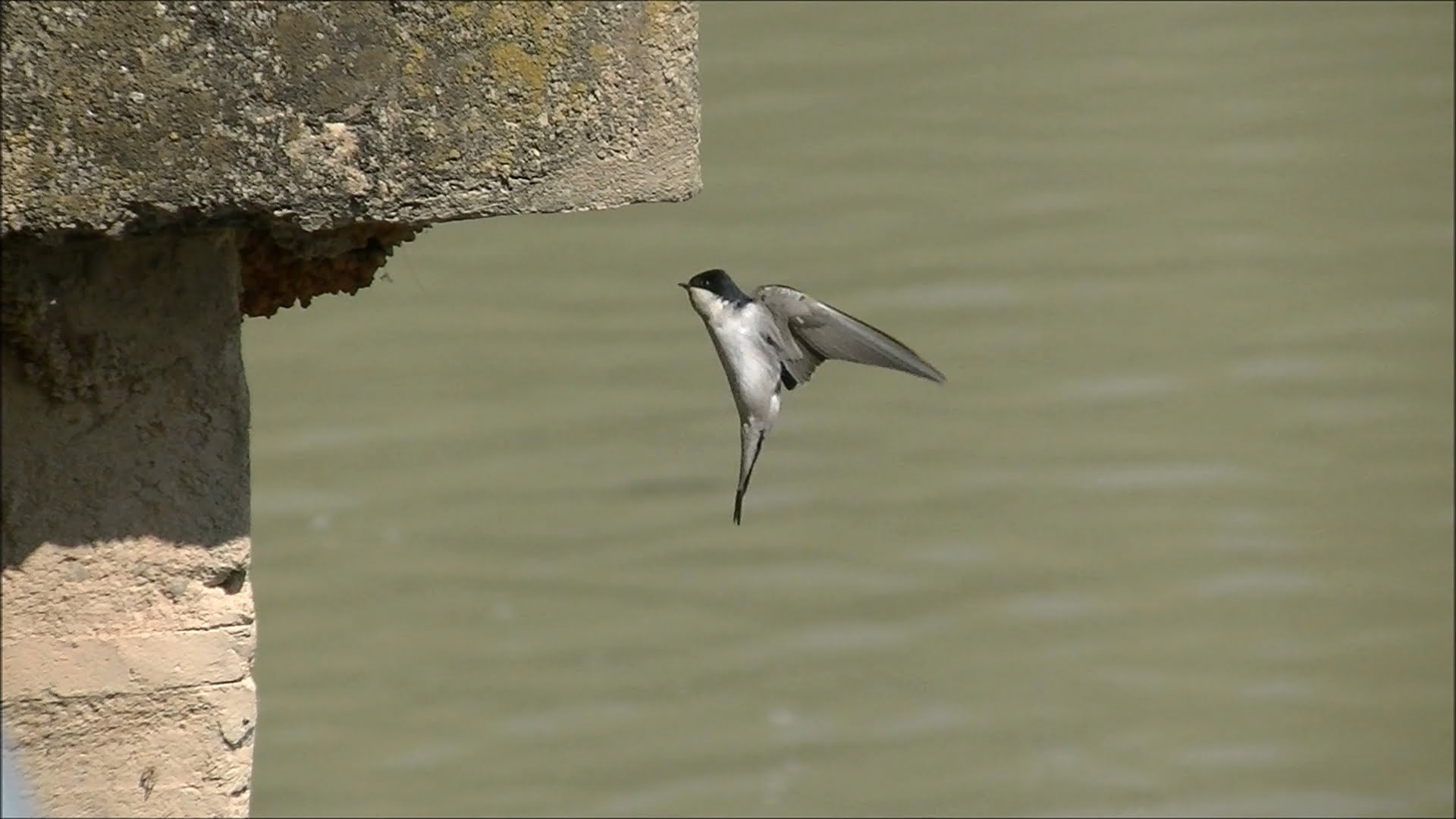 Swallow flies to the nest