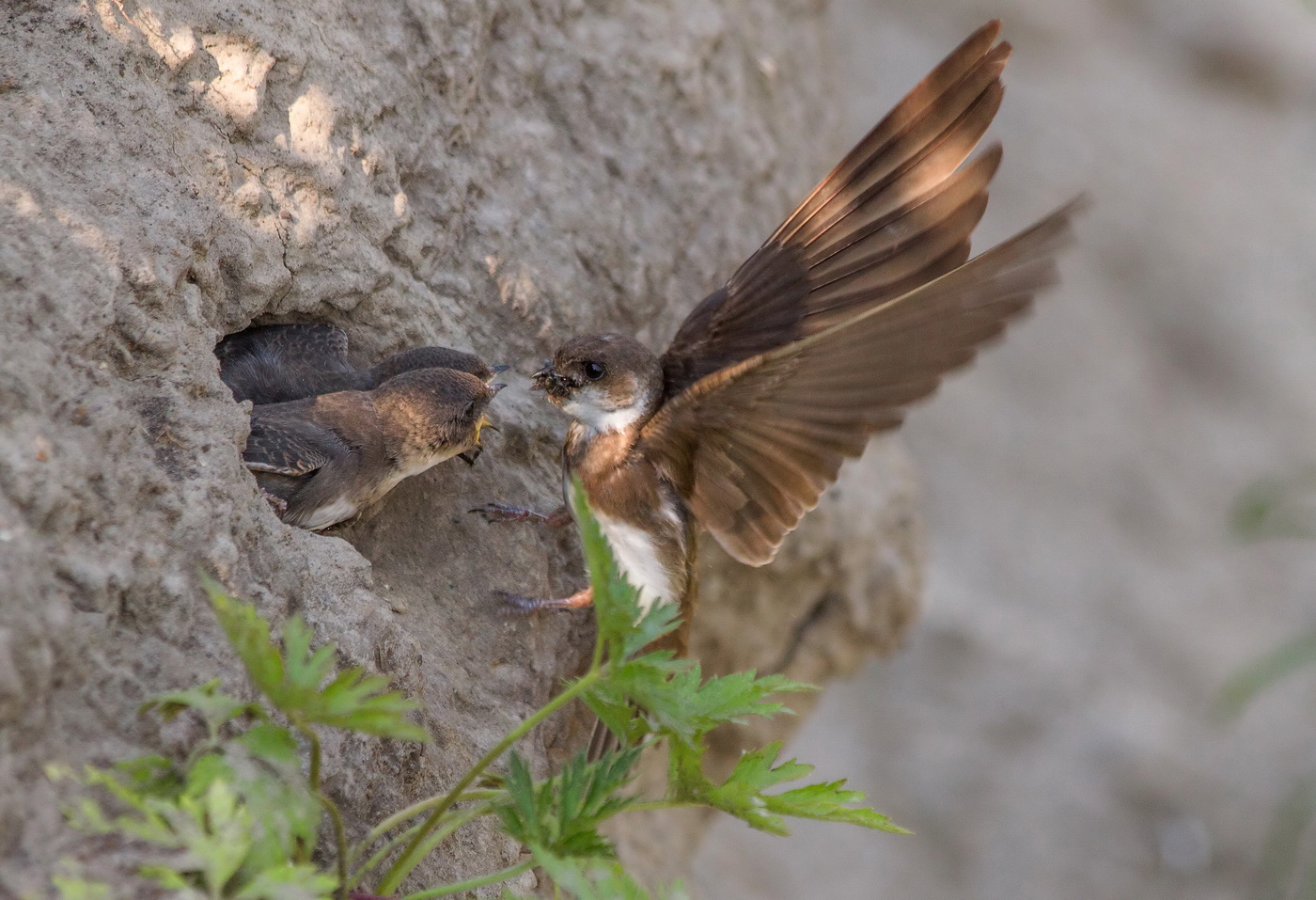Swallow feeds chicks at the nest
