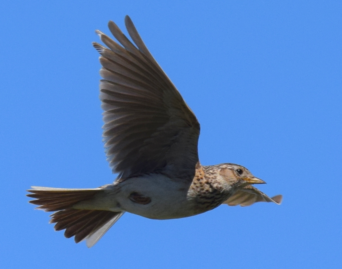 Flight lark in flight