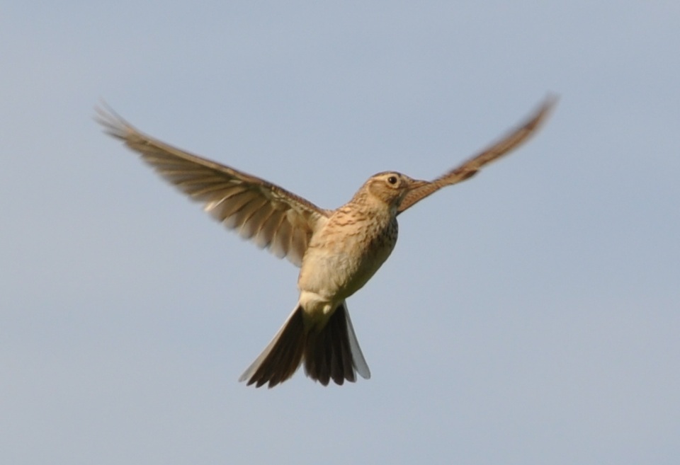 Nightingale in flight