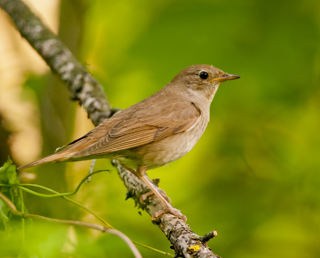 Nightingale on a branch