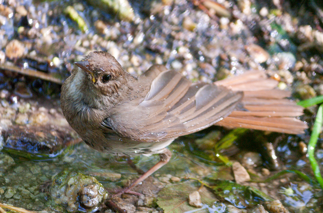 Nightingale while swimming in a forest spring, Ukrainian national reserve "Khortytsya"