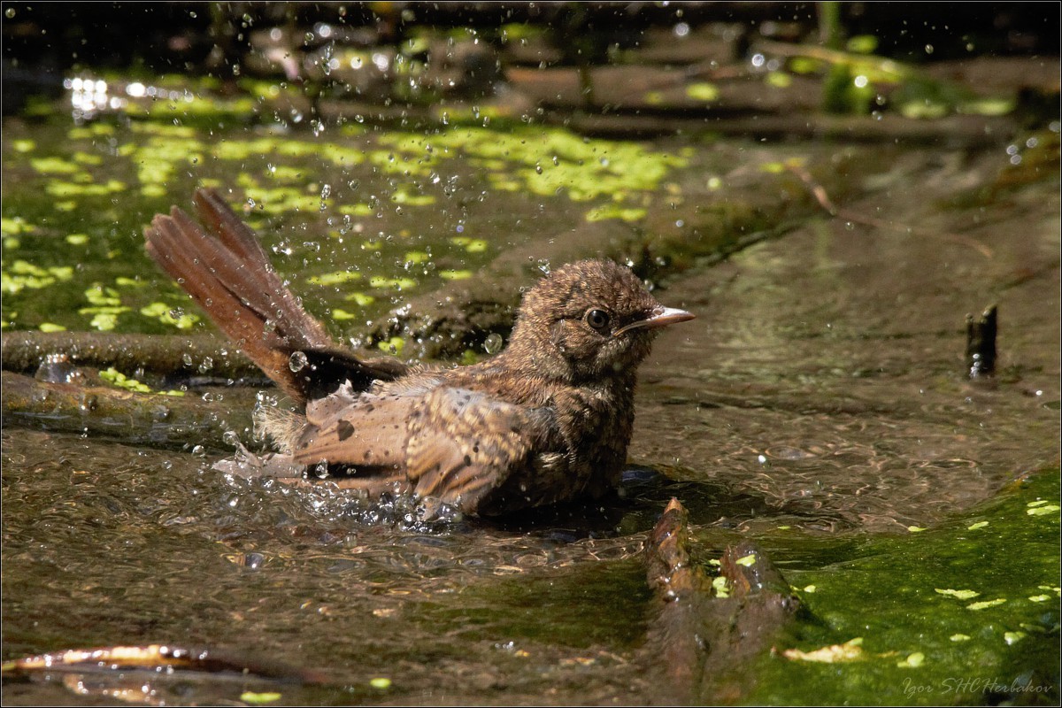 First bathing young nightingale