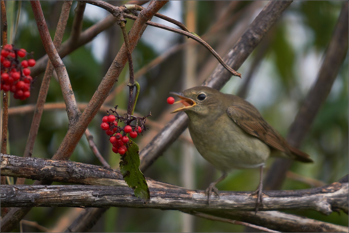Nightingale and berry