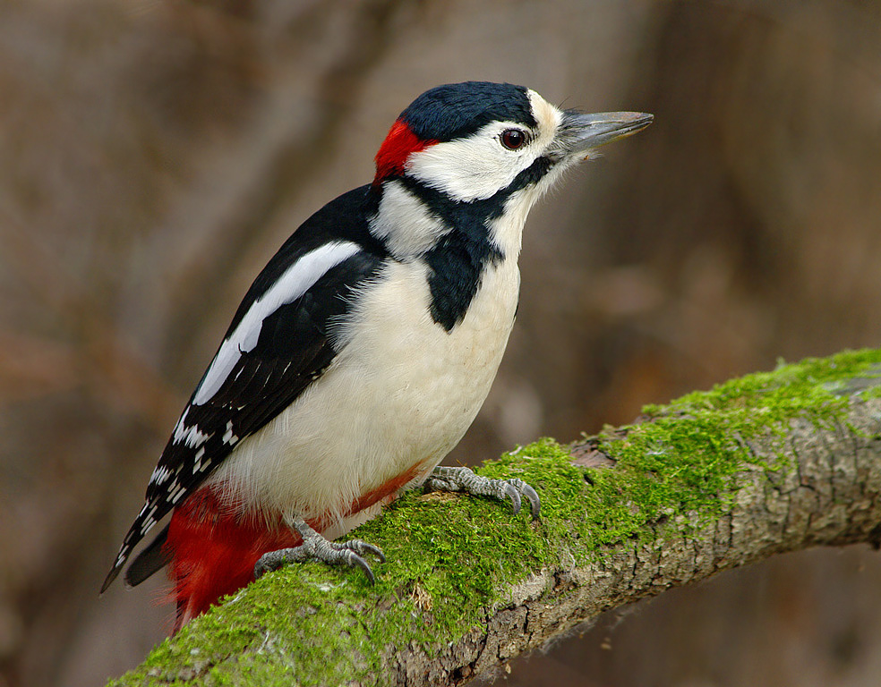 Great Spotted Woodpecker in profile