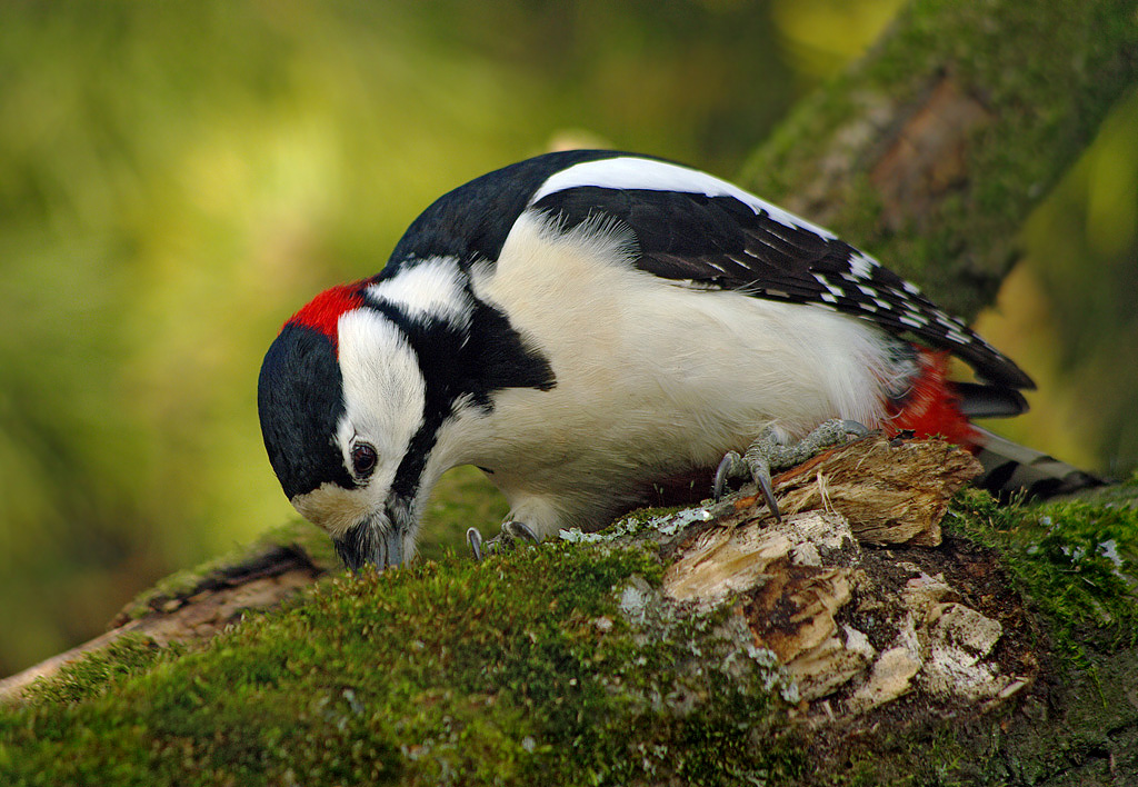 Hébat woodpecker nempo