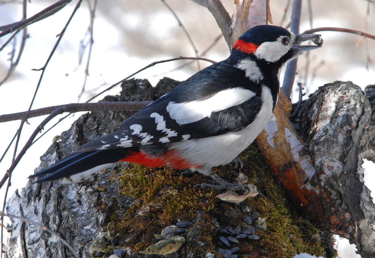 Woodpecker na may binhi sa tuka nito