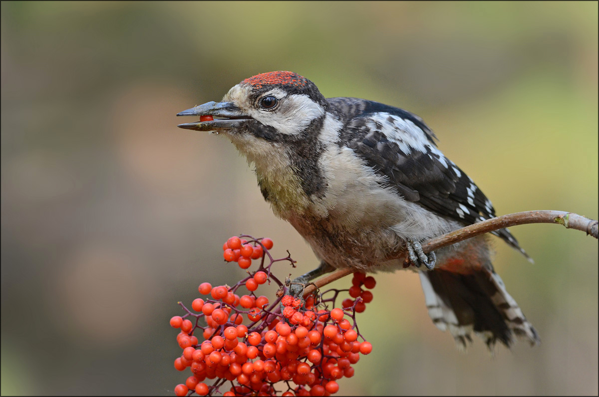 Young woodpecker eating elderberry