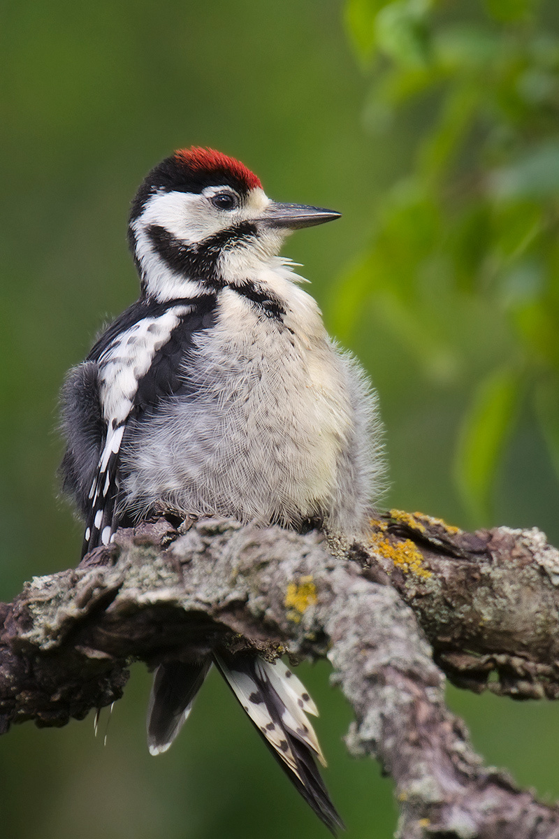 Woodpecker me nyuam qaib