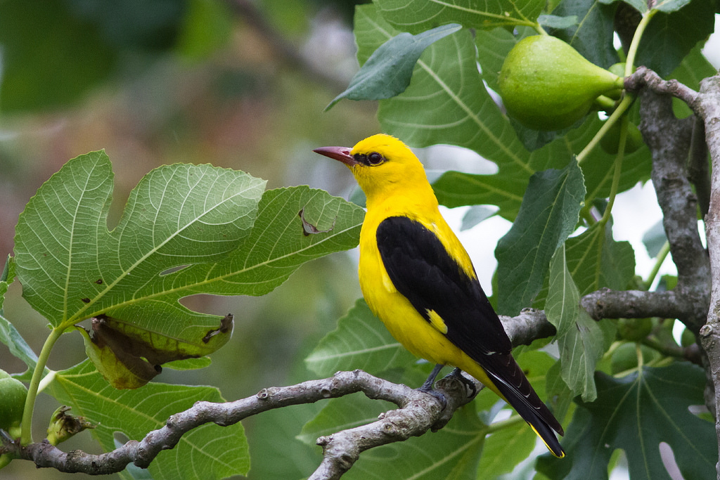 Oriole on a branch (male)