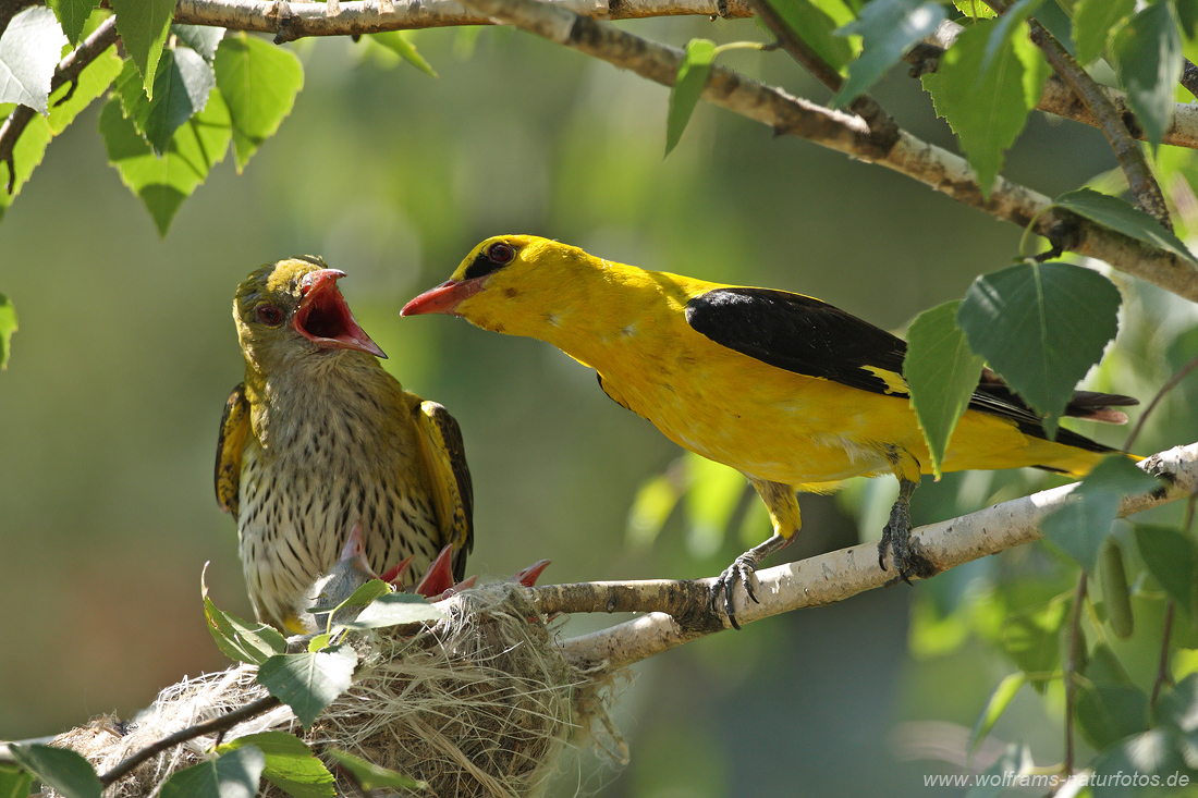 Шувуутай ойролцоох Orioles (баруун талд нь эрэгтэй, зүүн талд байгаа эмэгтэй)