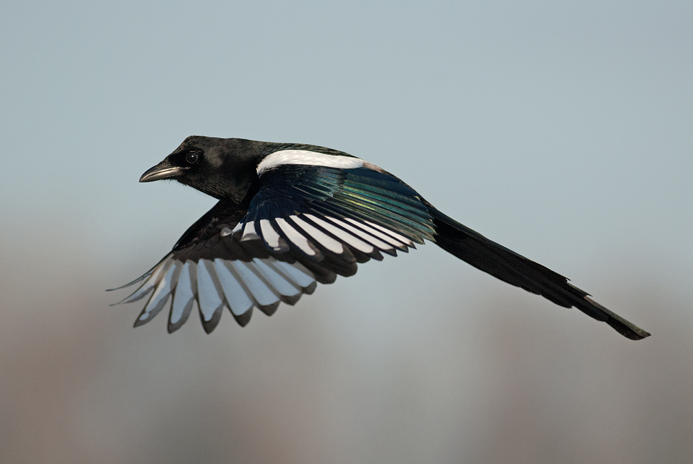 Photo: forty in flight