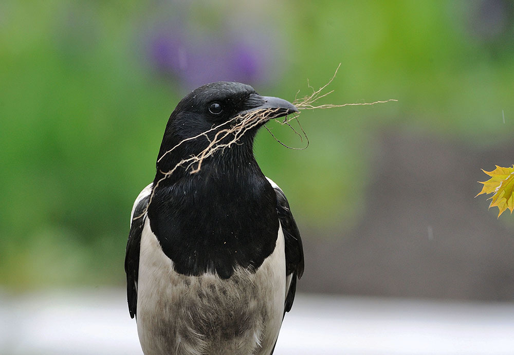 Photo: Forty collects materials for the construction of the nest.