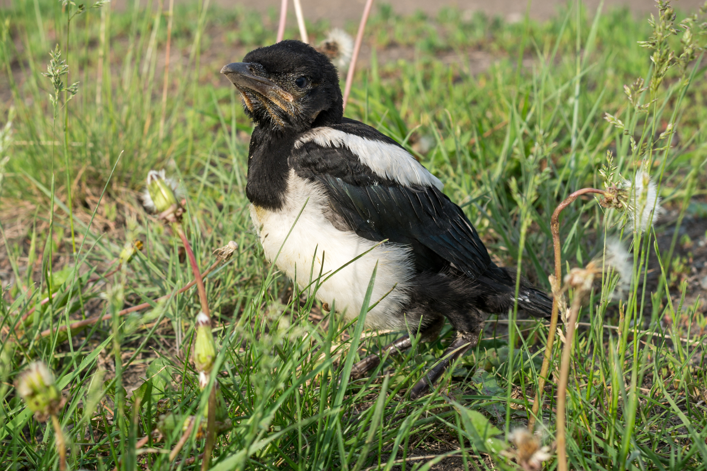 Magpie chick