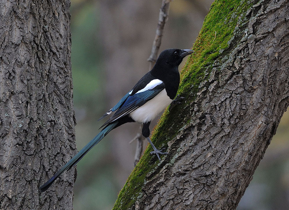 In the fall, magpies like to climb the tree trunk in search of insects h...
