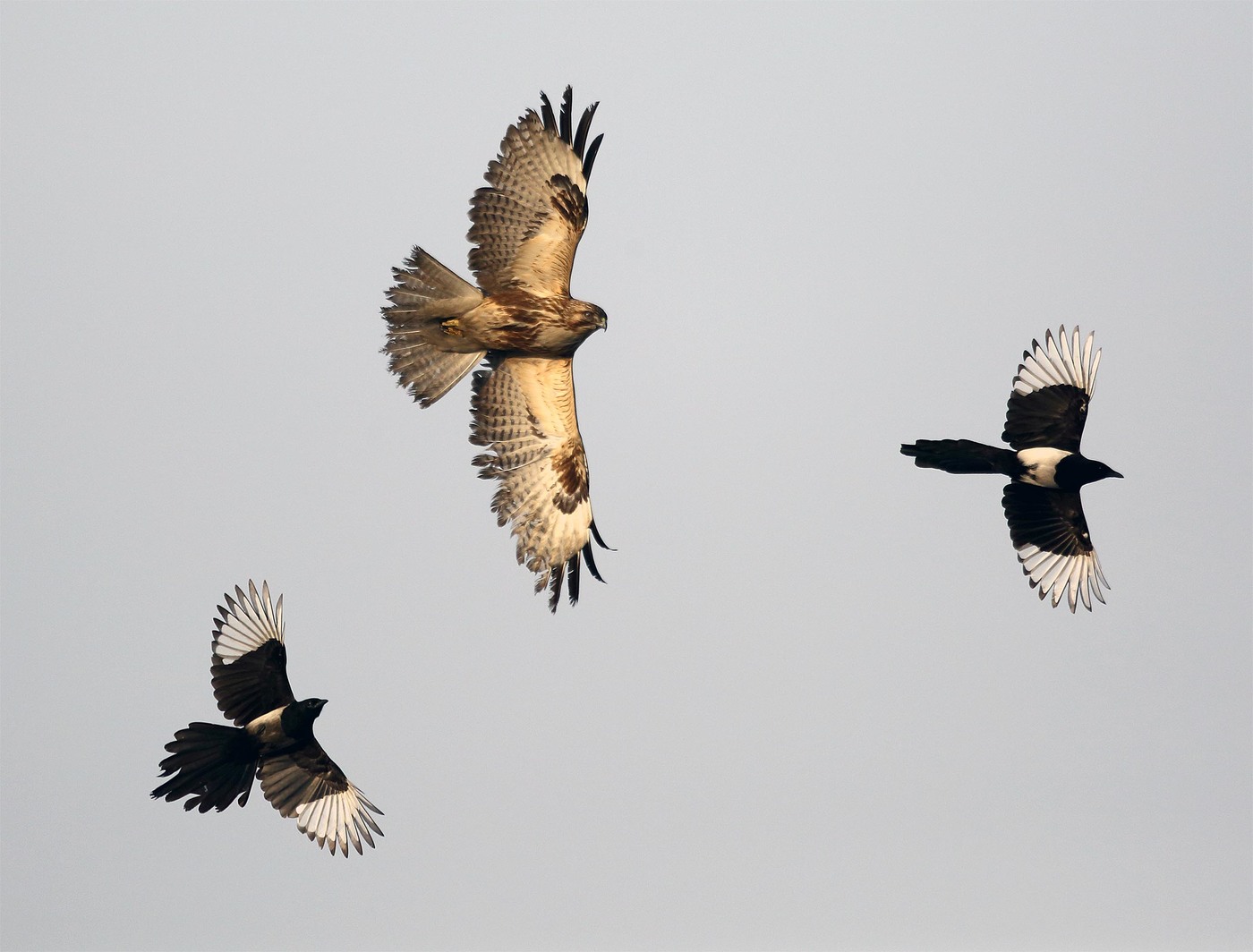 Magpies jaag die buizerd, Golden Horn Bay, Vladivostok