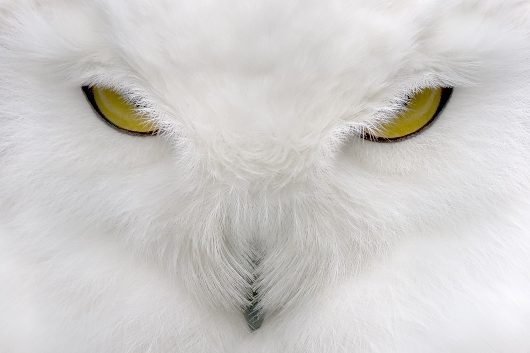 Beak and eyes of a polar owl