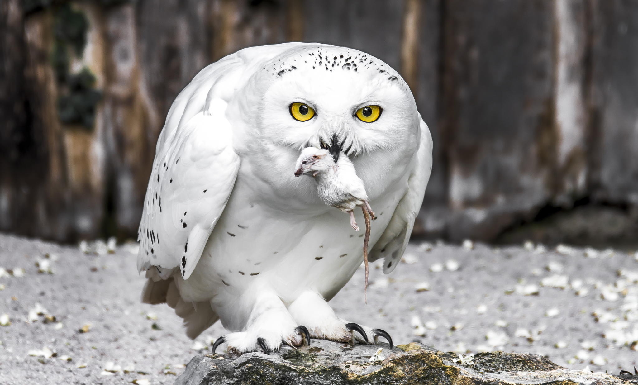 Polar owl with prey