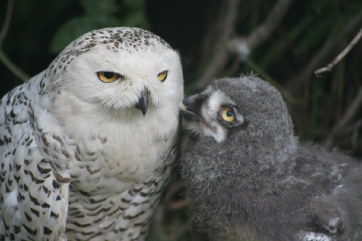 Cücə ilə Polar owl