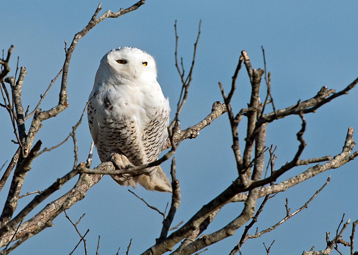 Polar owl on a branch