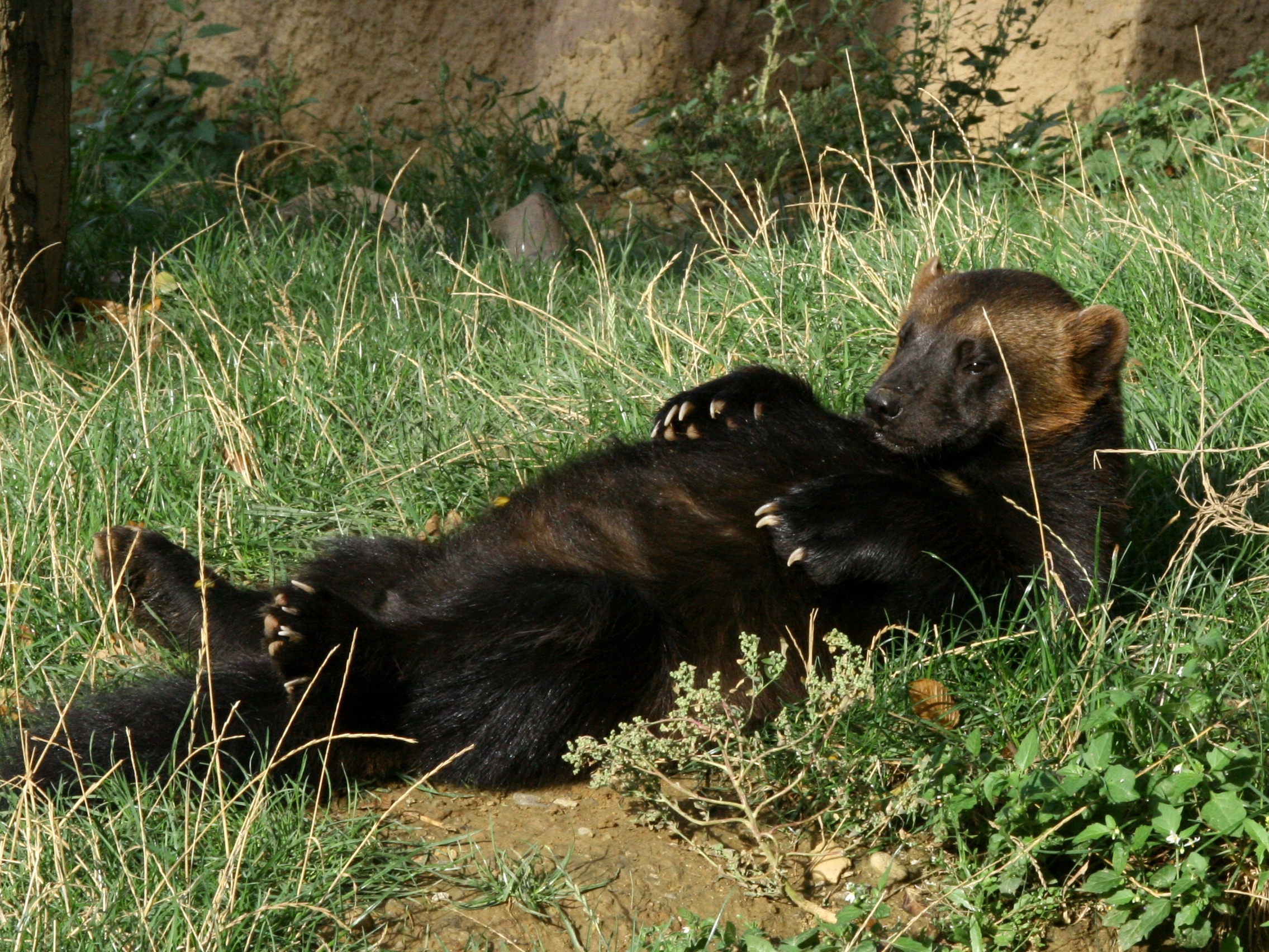 Wolverine i zoologisk have
