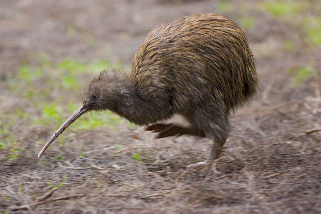 Kiwi bird