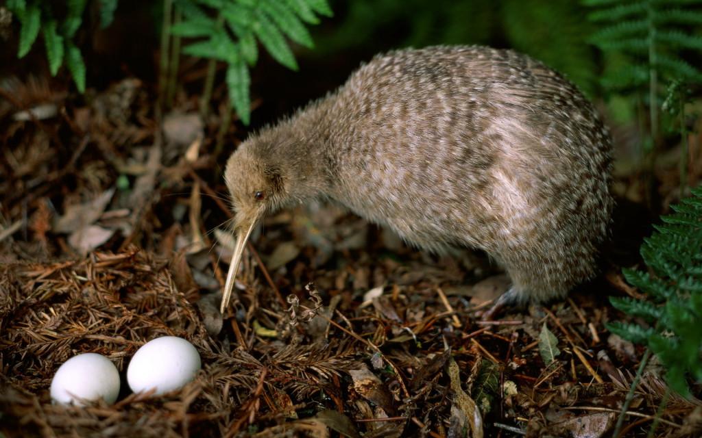 Kiwi bird and two chicken eggs