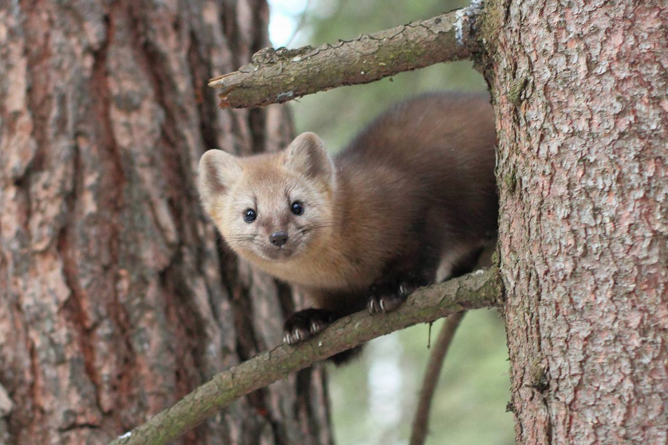 Sable on a branch