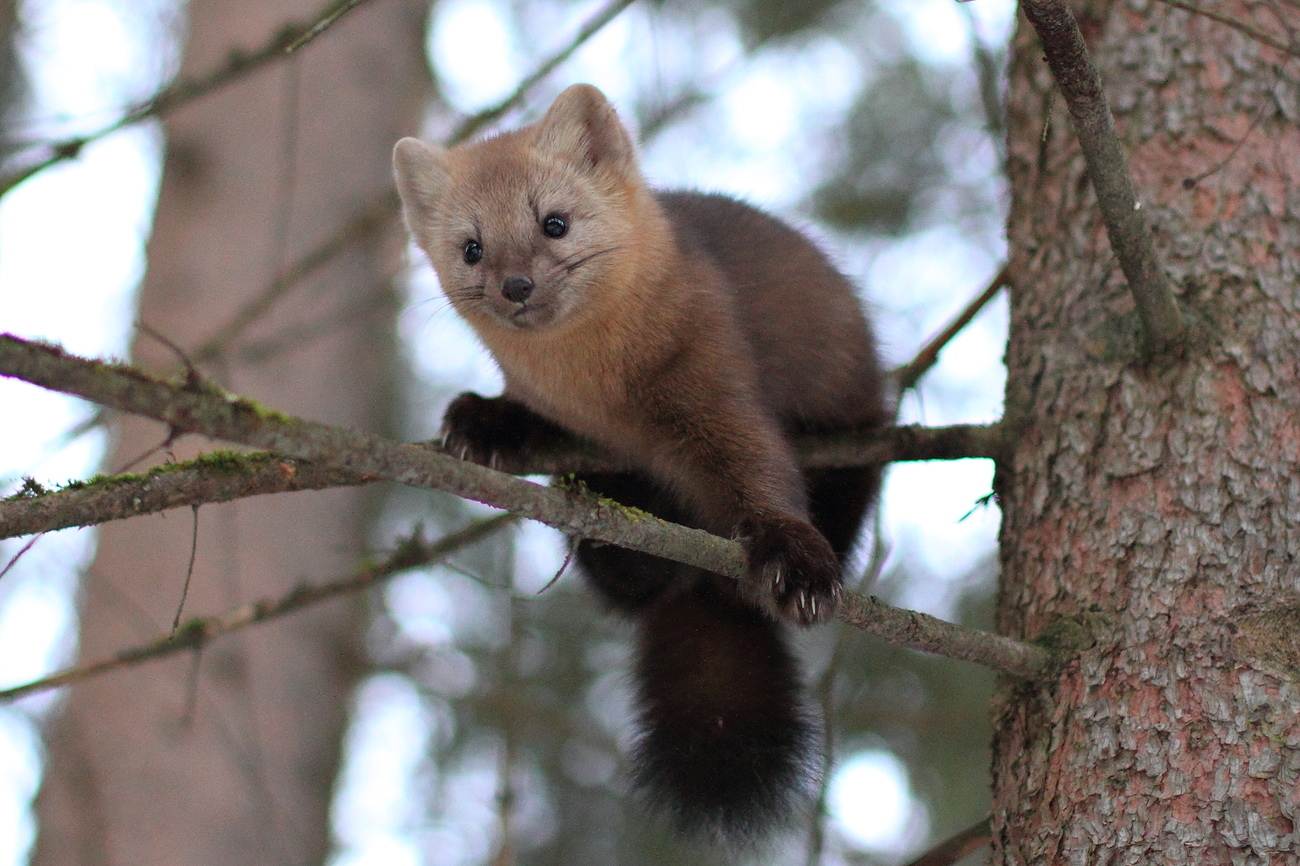 Photo: sable on a branch