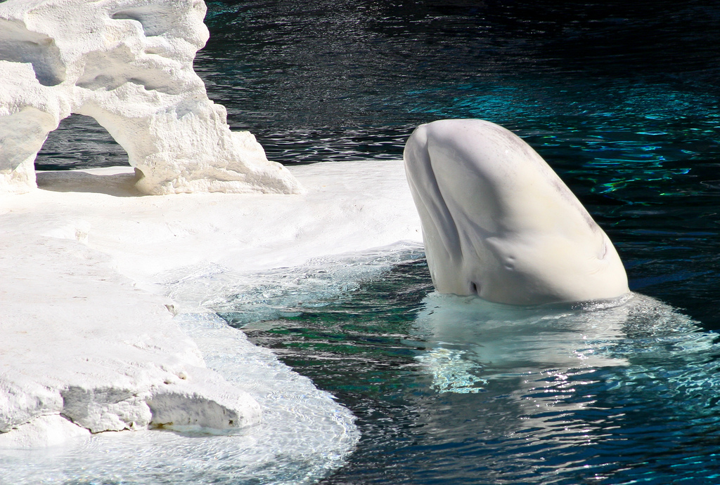 วาฬสีขาว
