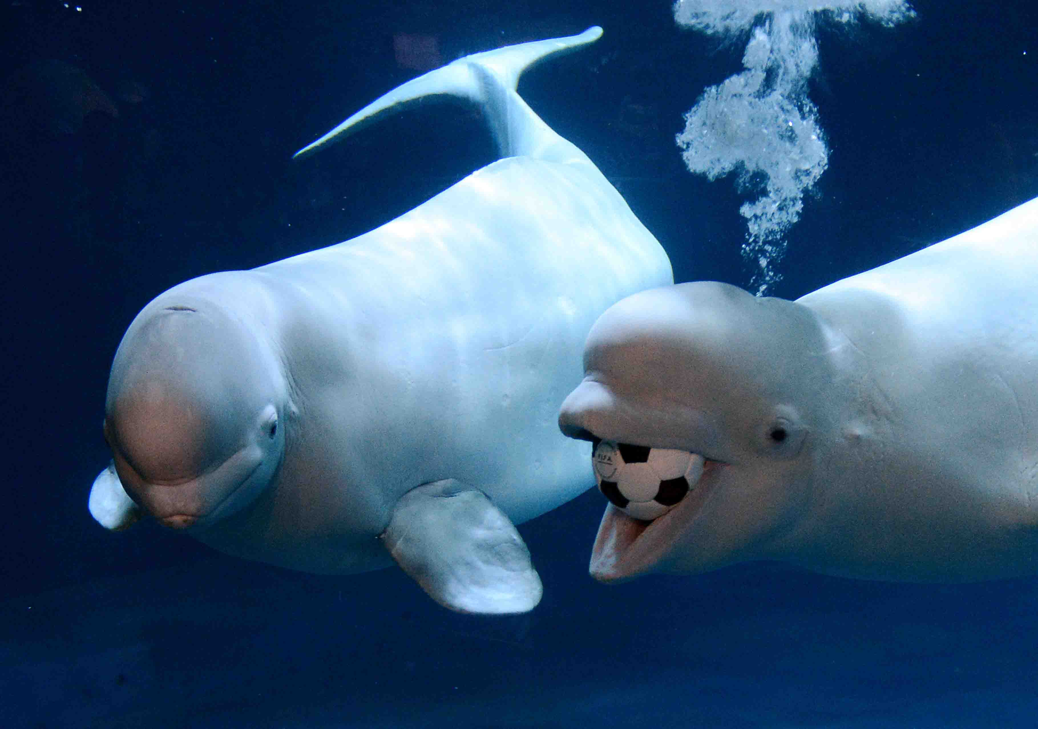 ภาพถ่ายของ beluga