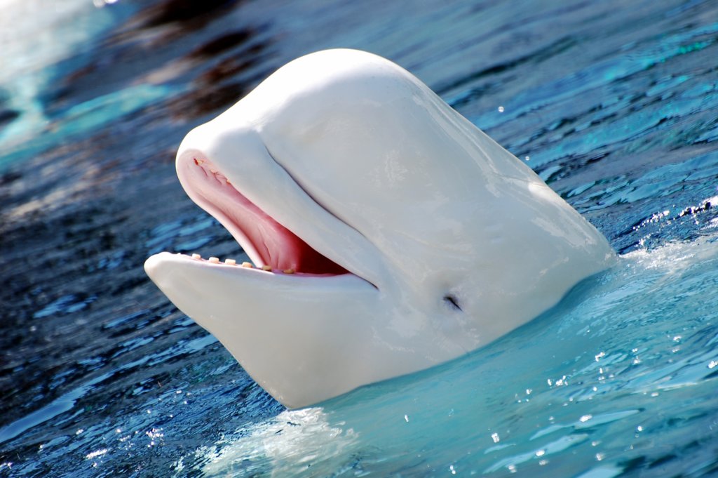 ภาพถ่ายของ beluga