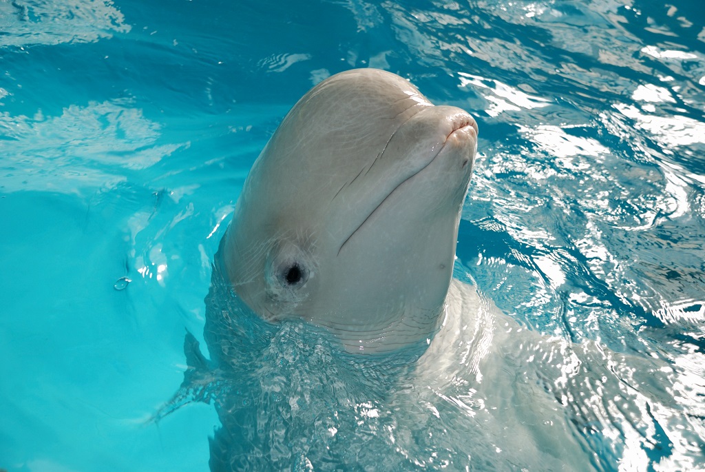 Beluga en delfinario