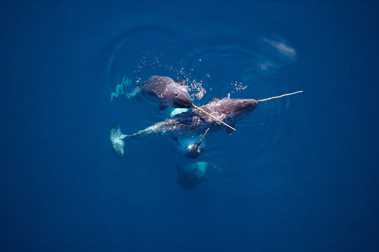 Photos of narwhals in the water