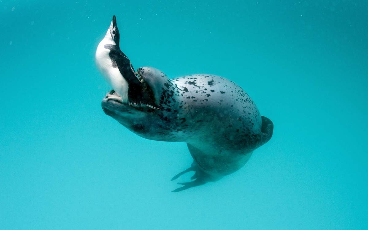 Sea leopard