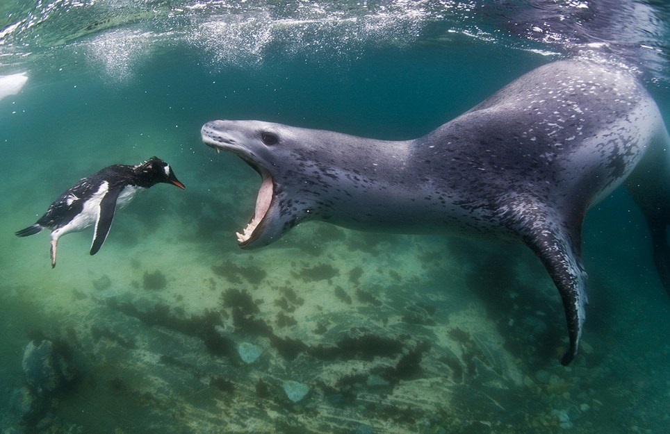 Leopard laut mburu kanggo penguin