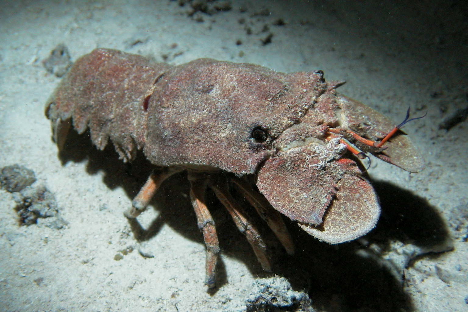 Lobster Scyllarides latus