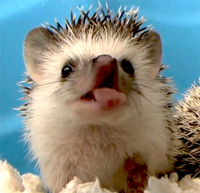ภาพ GIF ตลก hedgehogs