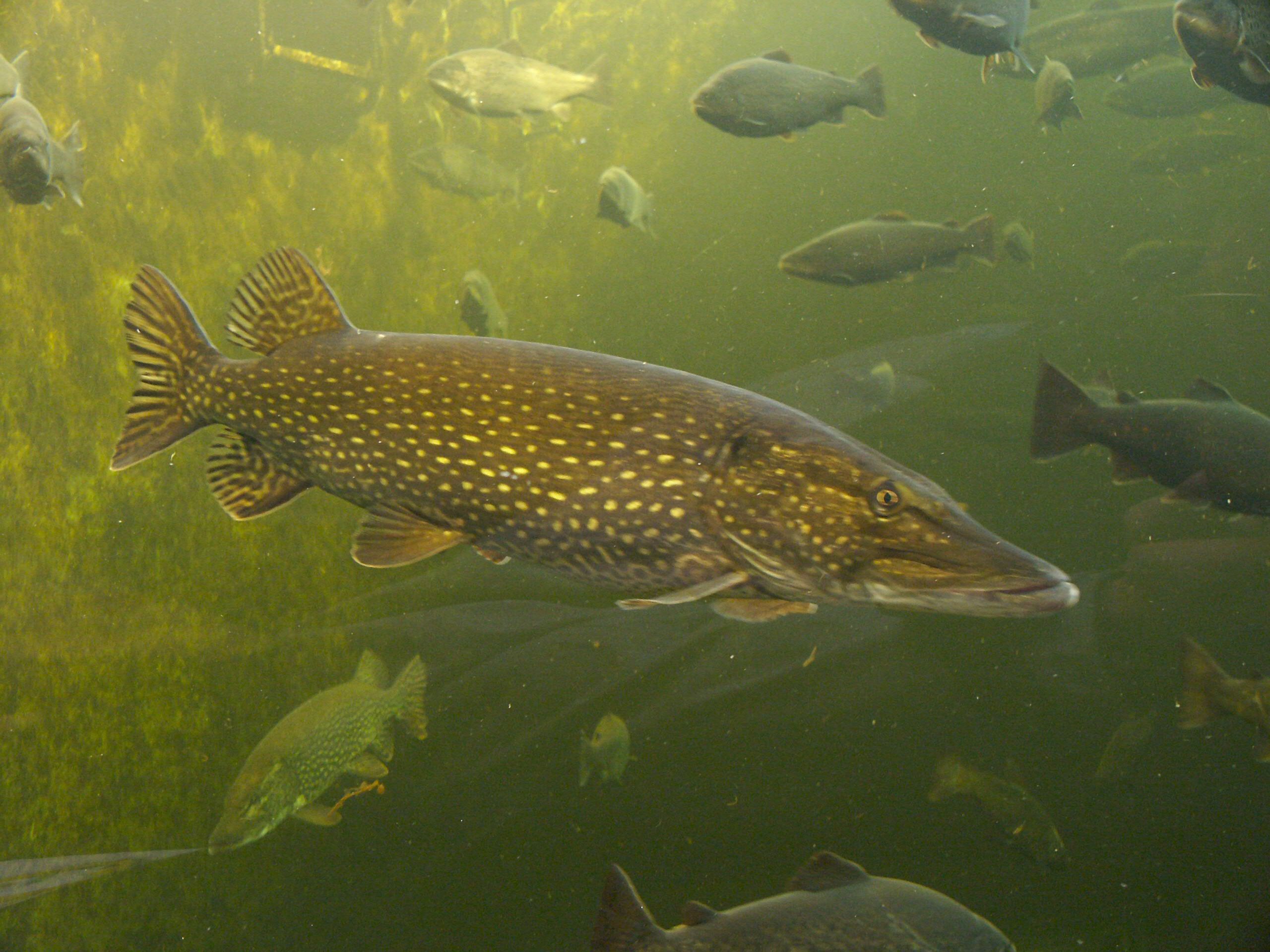 Pike in un aquarium publicu (Kotka, Finlandia)