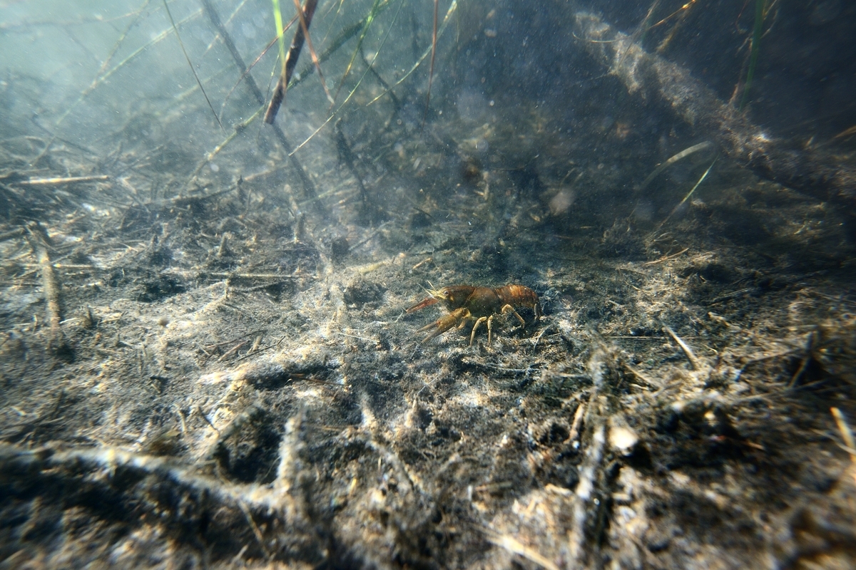 Photo of crayfish