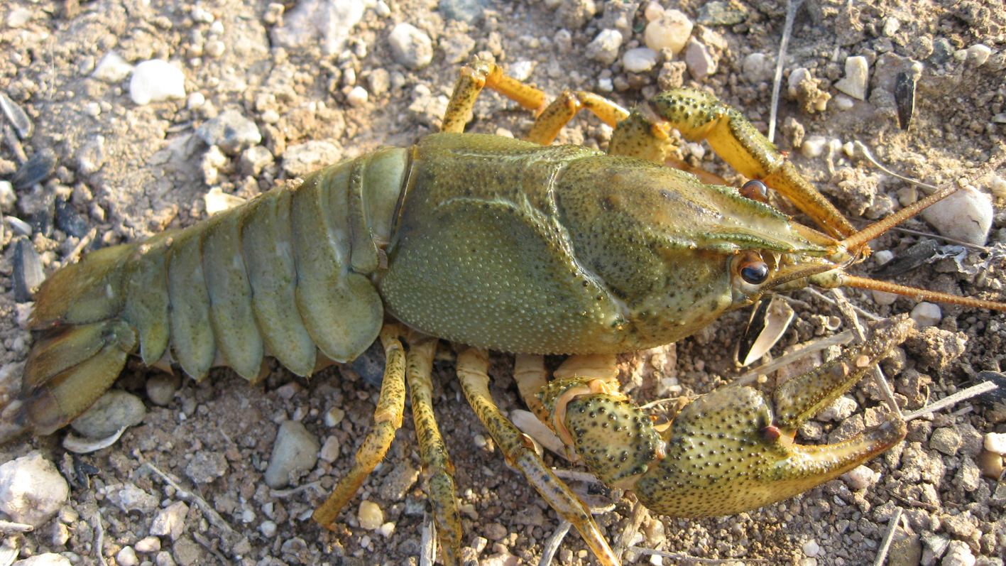 Wide crayfish