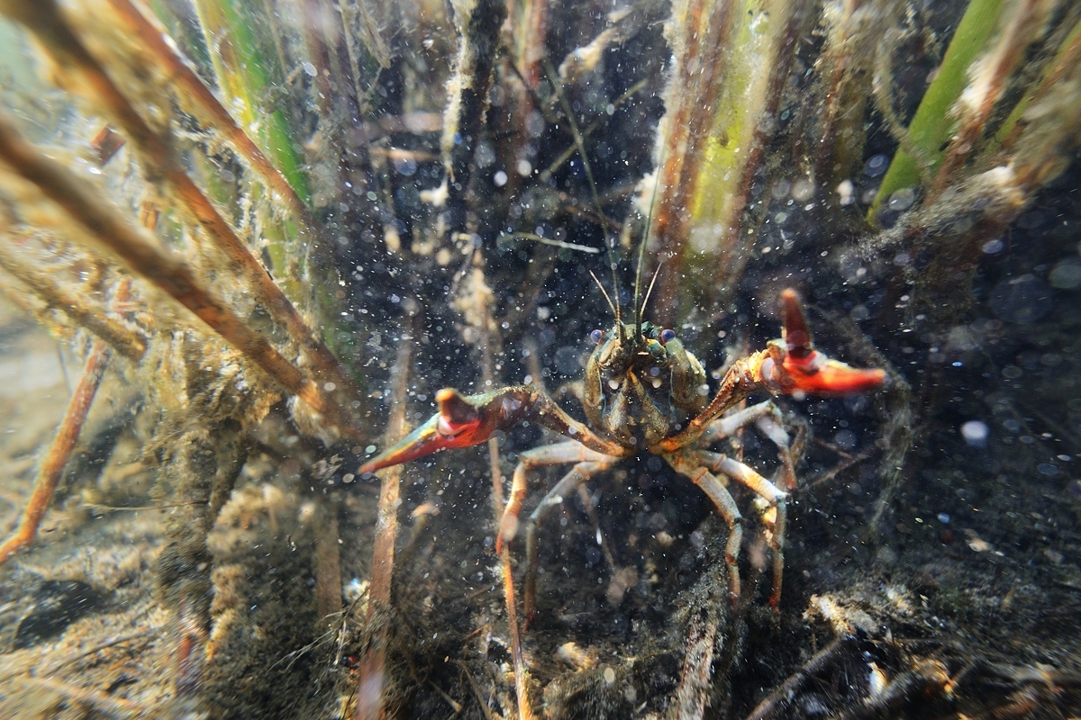 Photo of crayfish