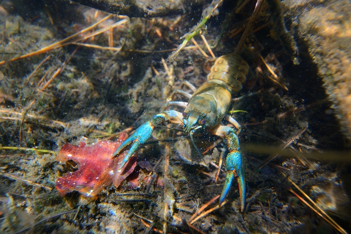 Mynd af crayfish