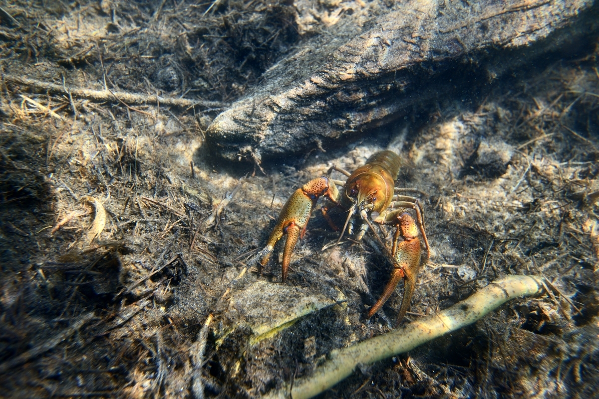 Litrato sa crayfish
