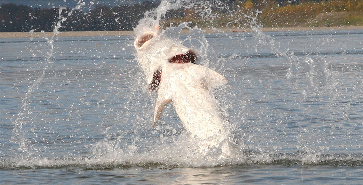Beluga salta fora di l'acqua