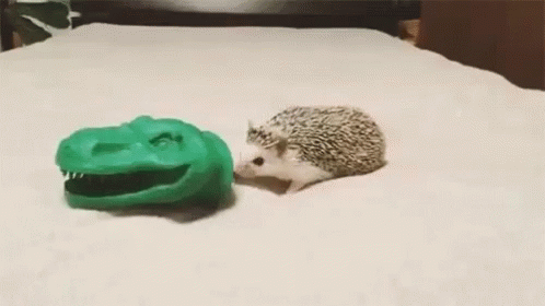 GIF pictures funny hedgehogs