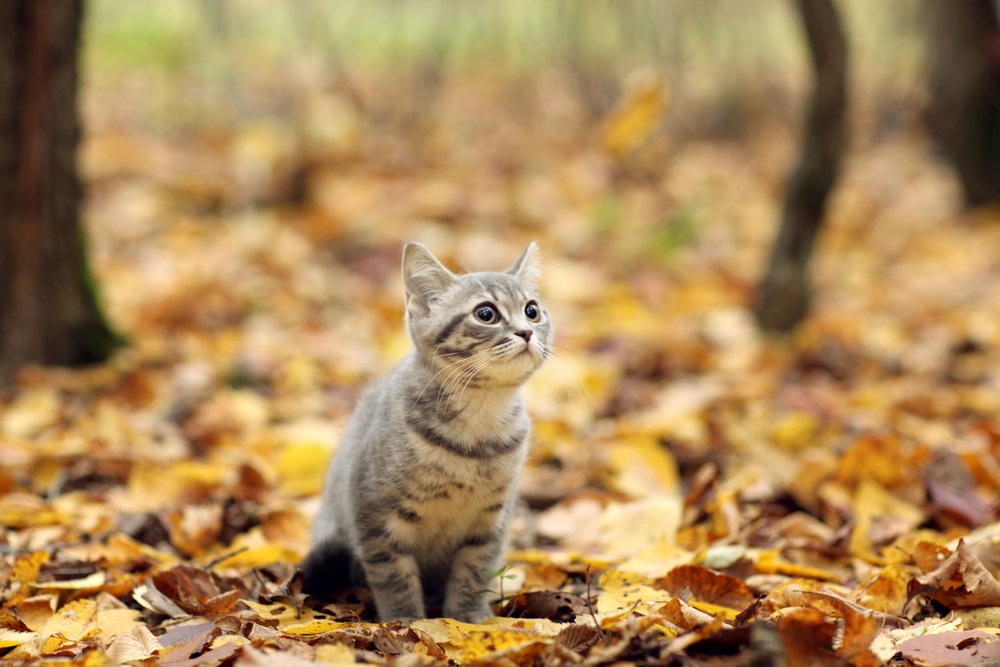 Foto mačiatko na jeseň